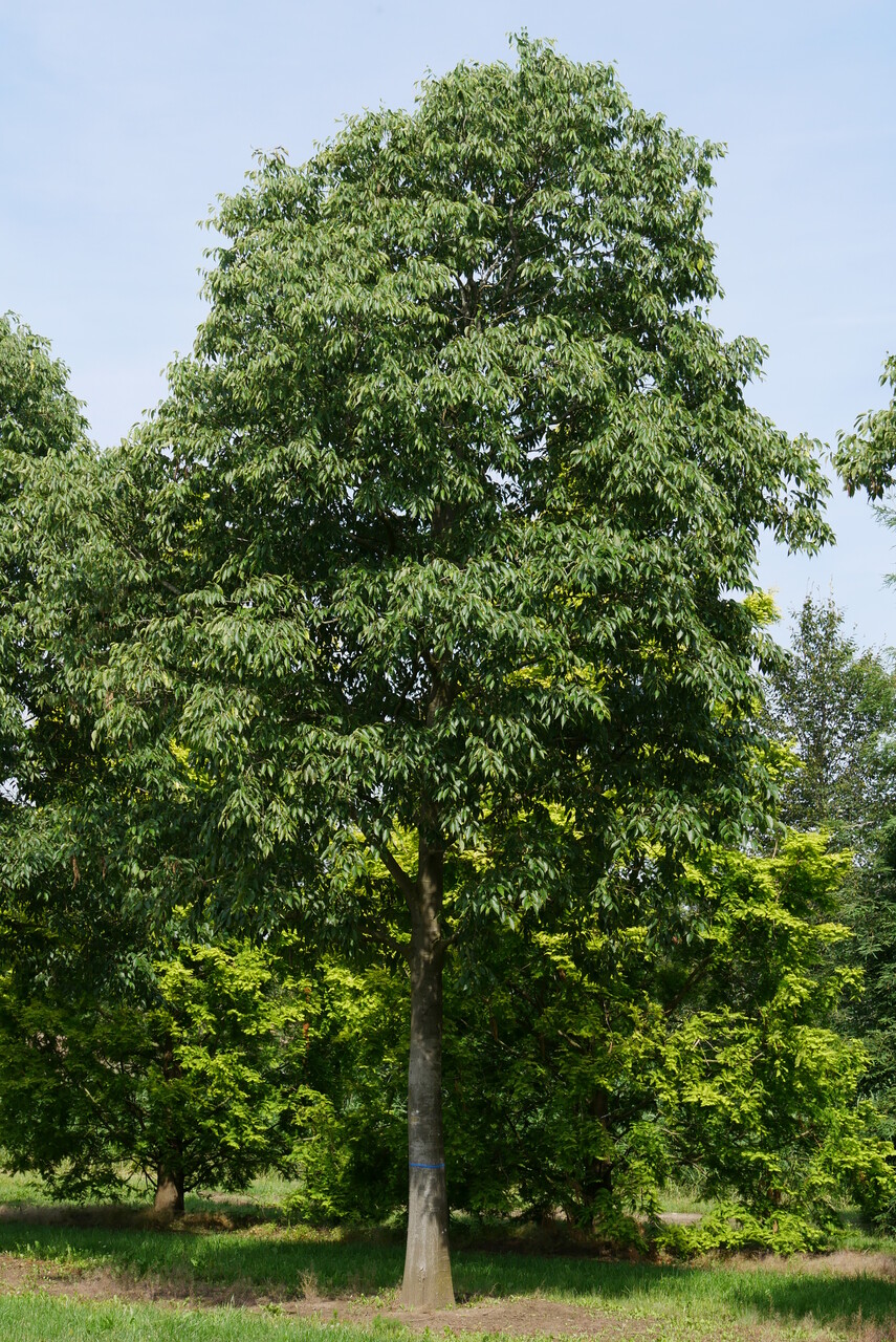 Celtis australis Südlicher Zürgelbaum, Europäischer Zürgelbaum Van